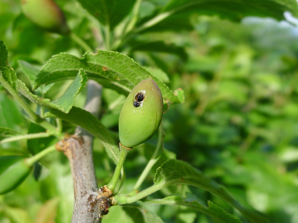 Muster_20130608_Pflaumensägew (4zu3).JPG